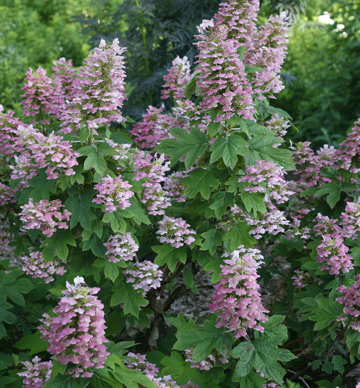 Hydrangea q. Gatsby Pink® -Ship Only