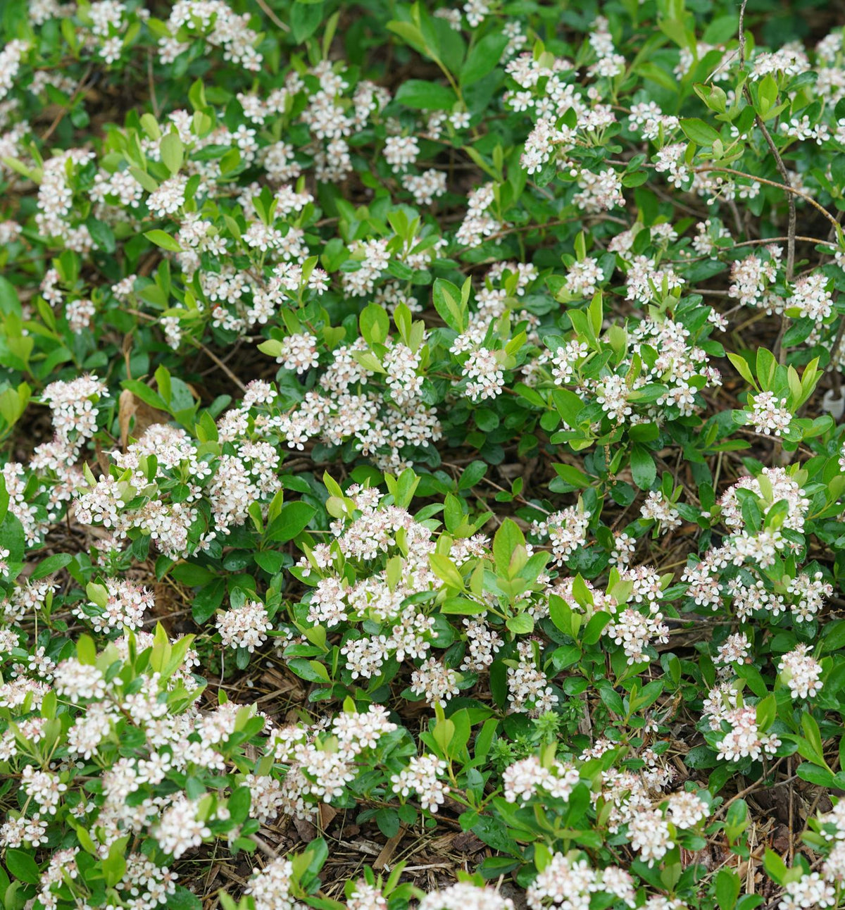 Aronia m. Ground Hug® (Ground Hog™) -Ship Only