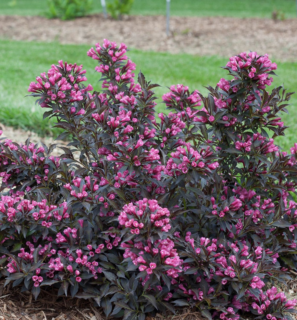 Weigela f. Spilled Wine® -Ship Only