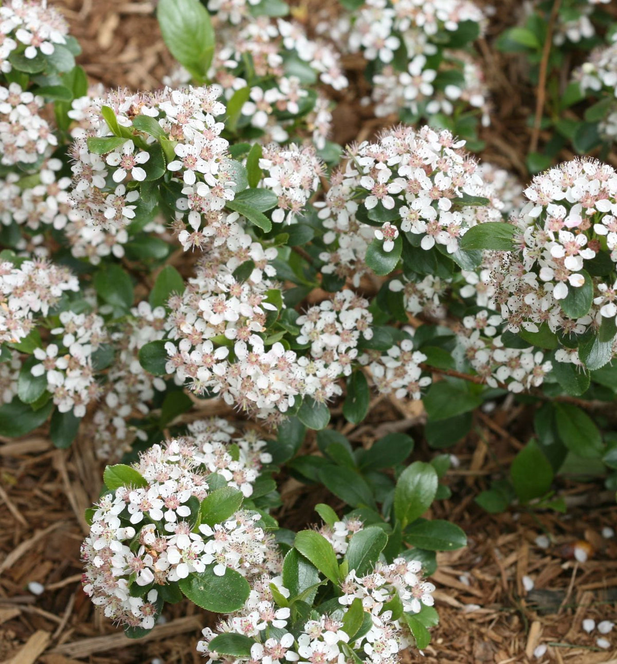Aronia m. Low Scape Mound® -Ship Only