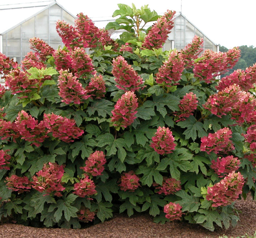 Hydrangea q. 'Ruby Slippers' -Ship Only