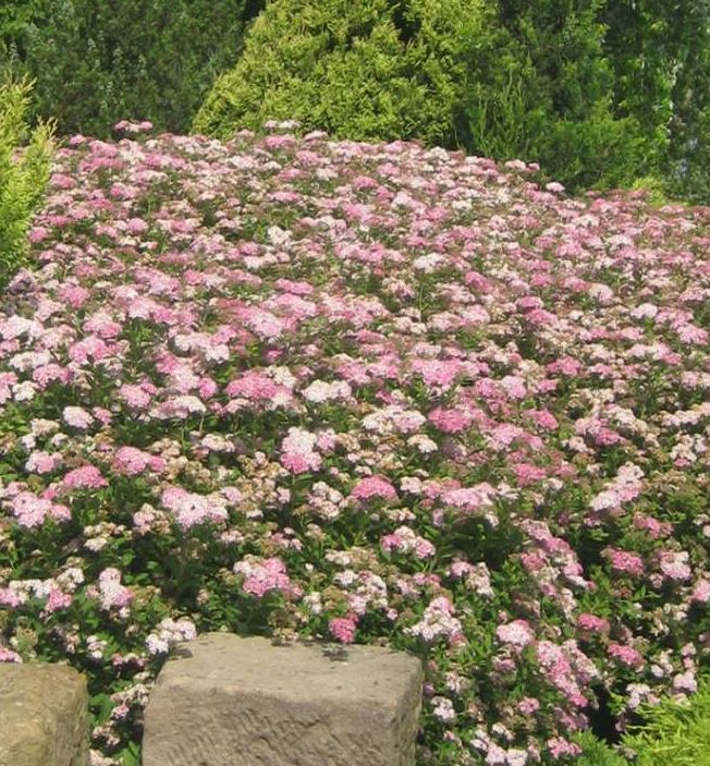Spiraea j. 'Little Princess' -Ship Only