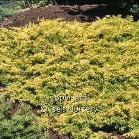 Juniperus conferta 'All Gold' -Ship Only