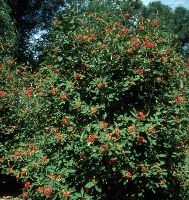 Viburnum x r. 'Alleghany' -Ship Only