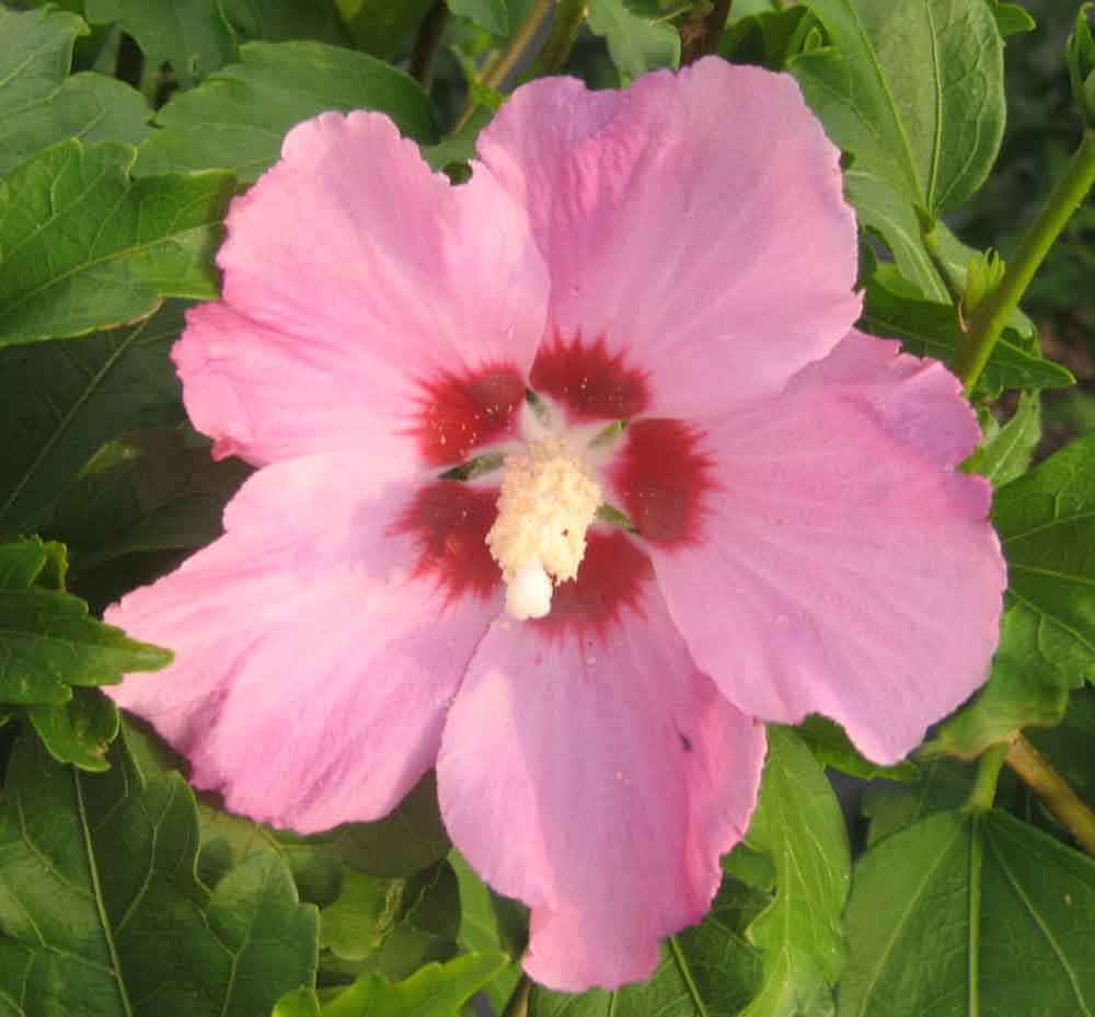 Hibiscus s. 'Aphrodite' -Ship Only