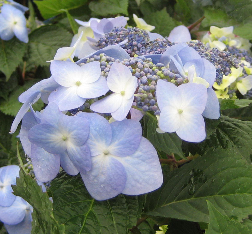 Hydrangea m. Twist-n-Shout® -Ship Only