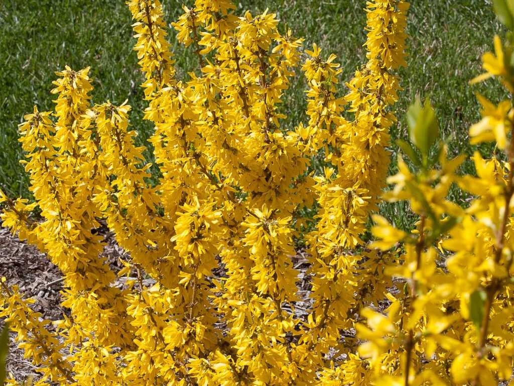 Forsythia Show Off® Sugar Baby® -Ship Only