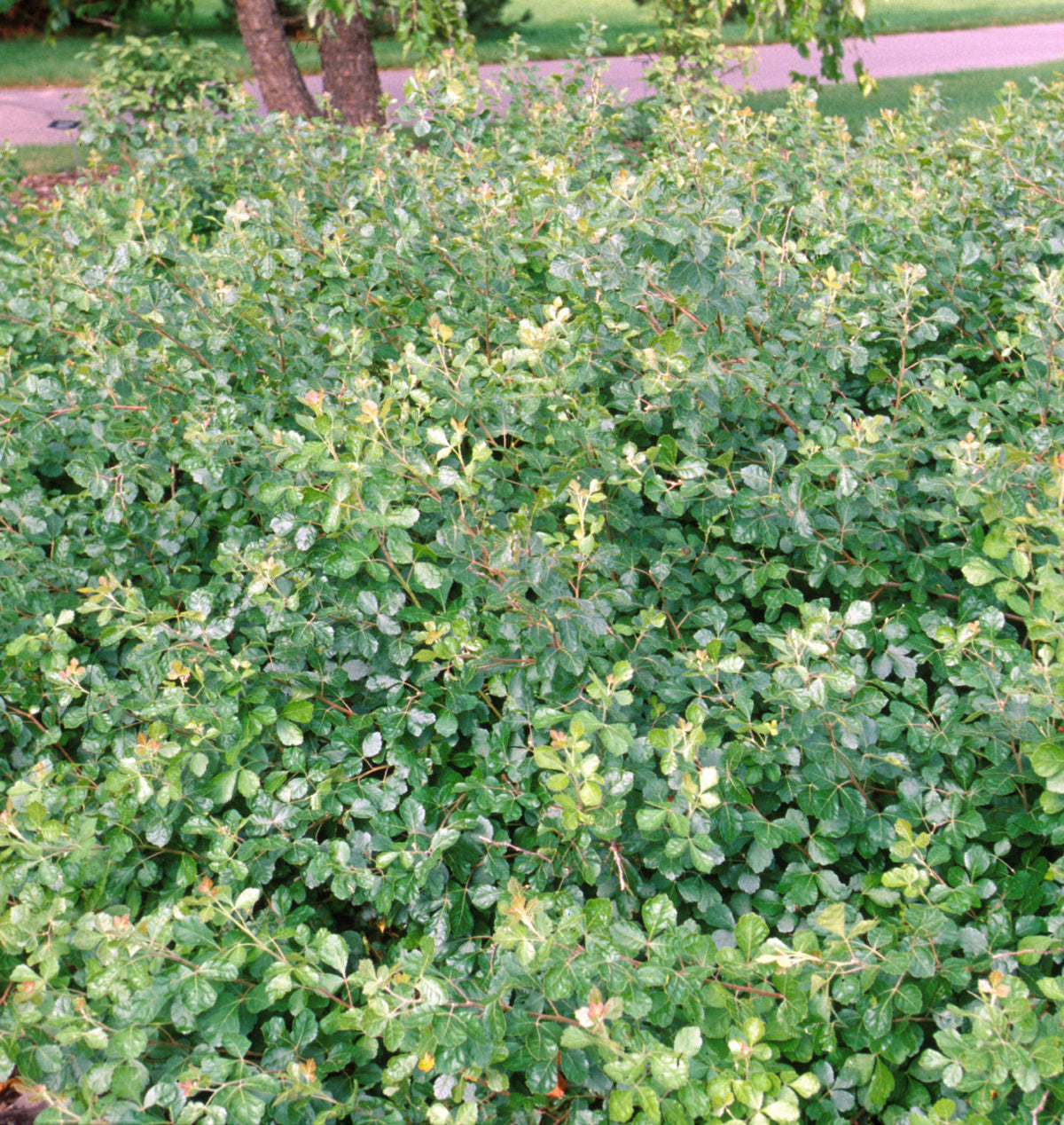 Rhus aromatica 'Gro-Low' -Ship Only
