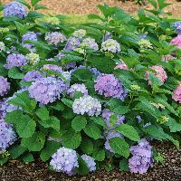 Hydrangea m. Let's Dance Sky View® -Ship Only