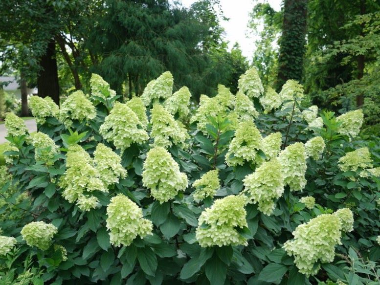 Hydrangea p. Limelight Prime® -Ship Only
