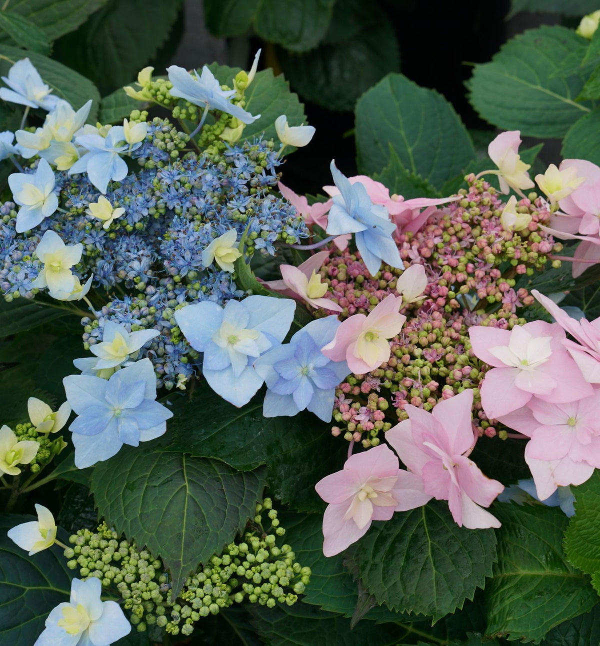 Hydrangea s. Tuff Stuff Ah-Ha® -Ship Only