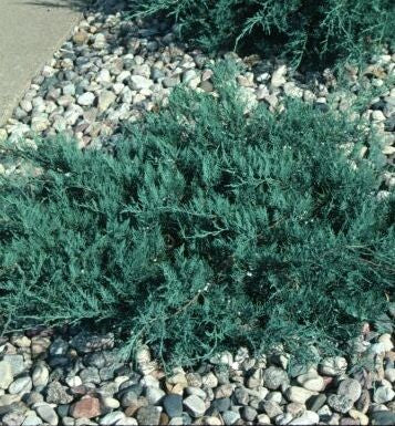 Juniperus v. 'Grey Owl' -Ship Only
