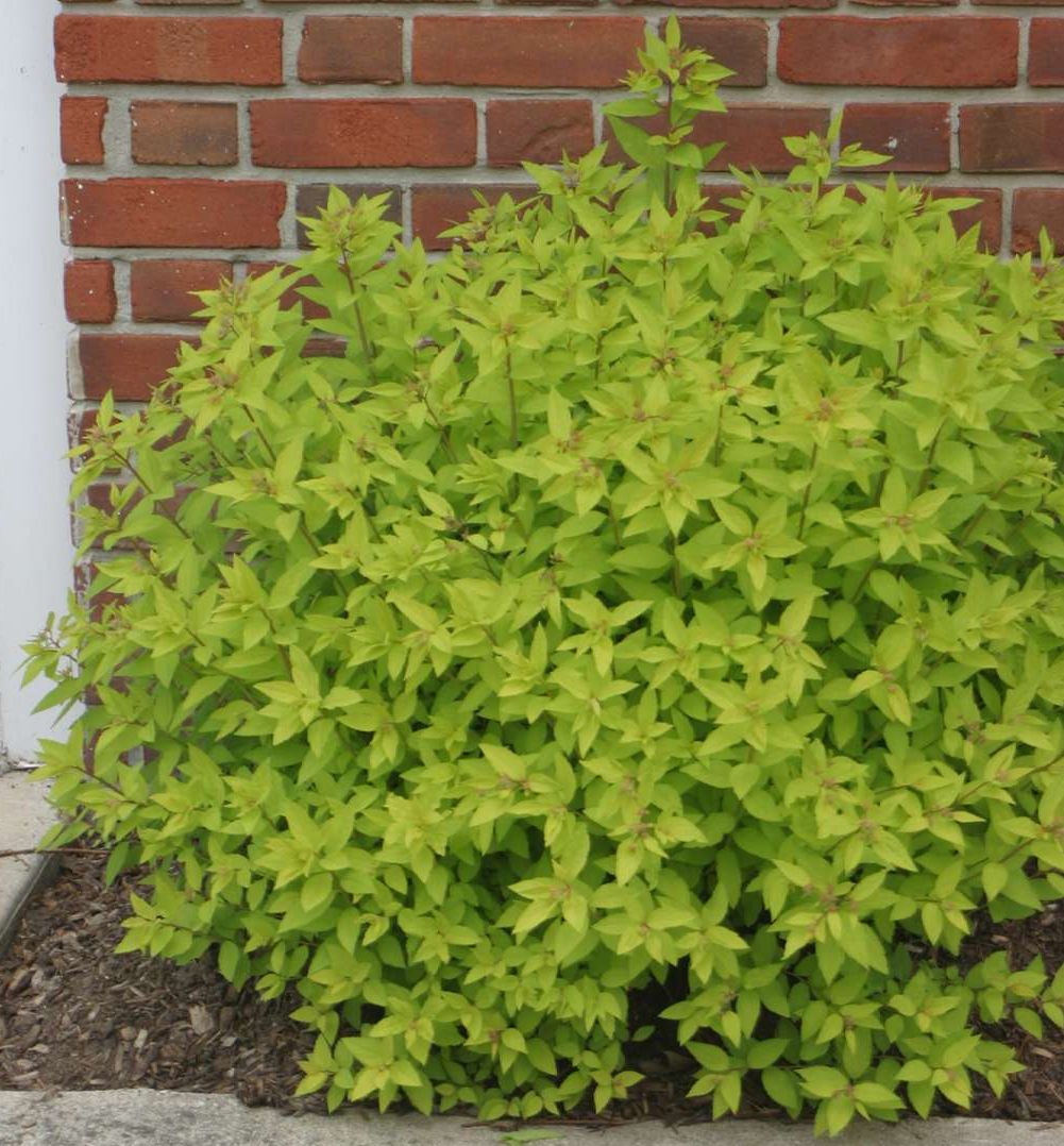 Spiraea j. 'Gold Mound' ('Goldmound') -Ship Only