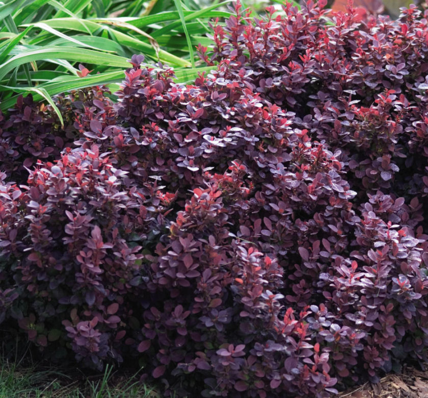 Berberis t. 'Concorde' -Ship Only