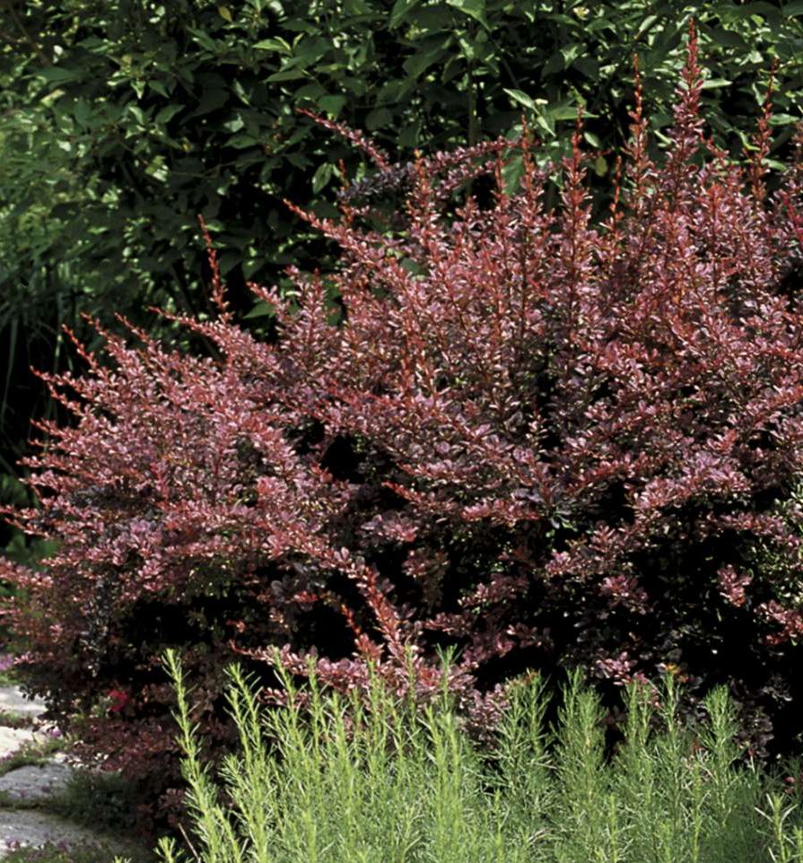 Berberis t. 'Rose Glow' -Ship Only