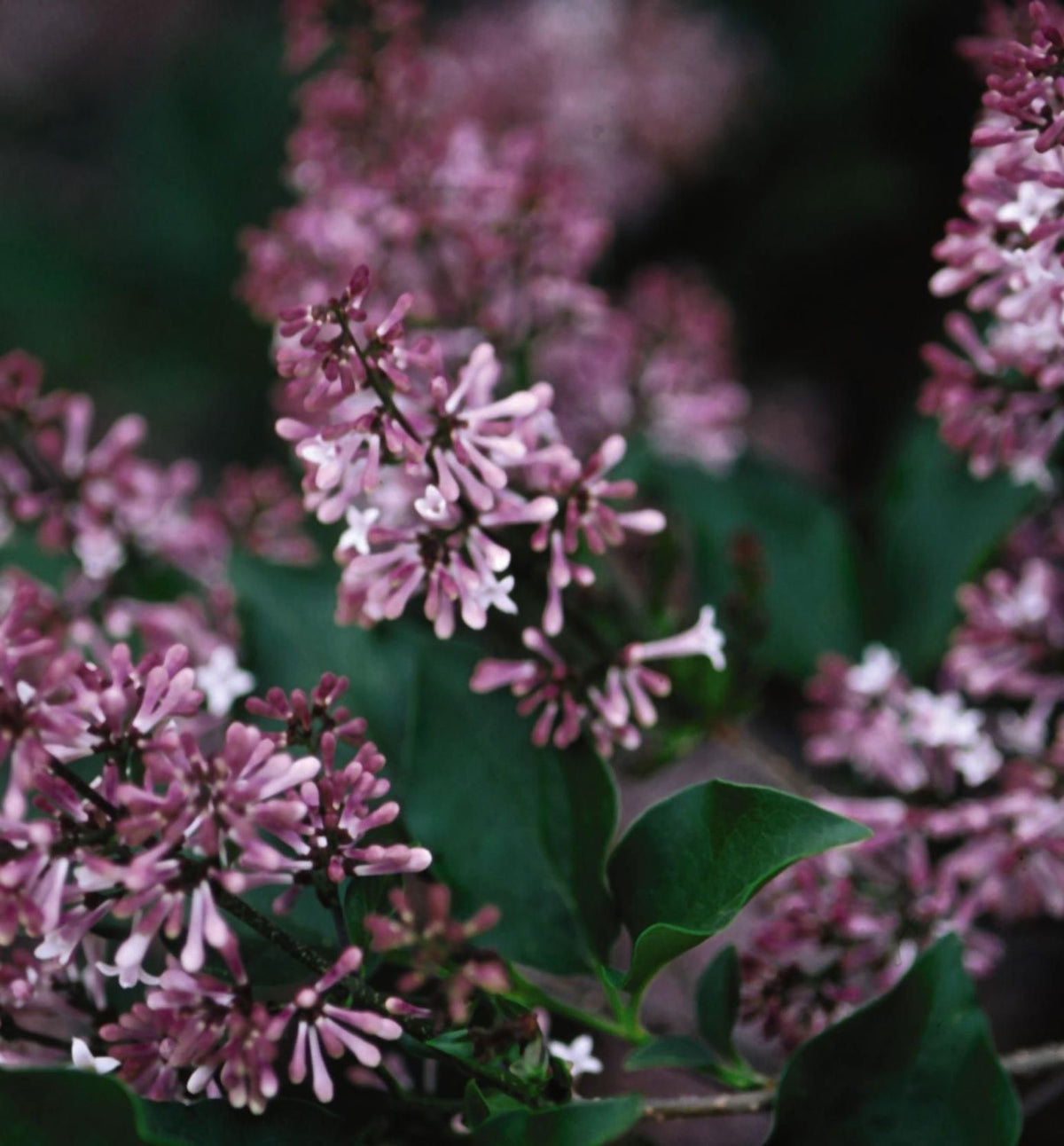Syringa p. 'Miss Kim' -Ship Only