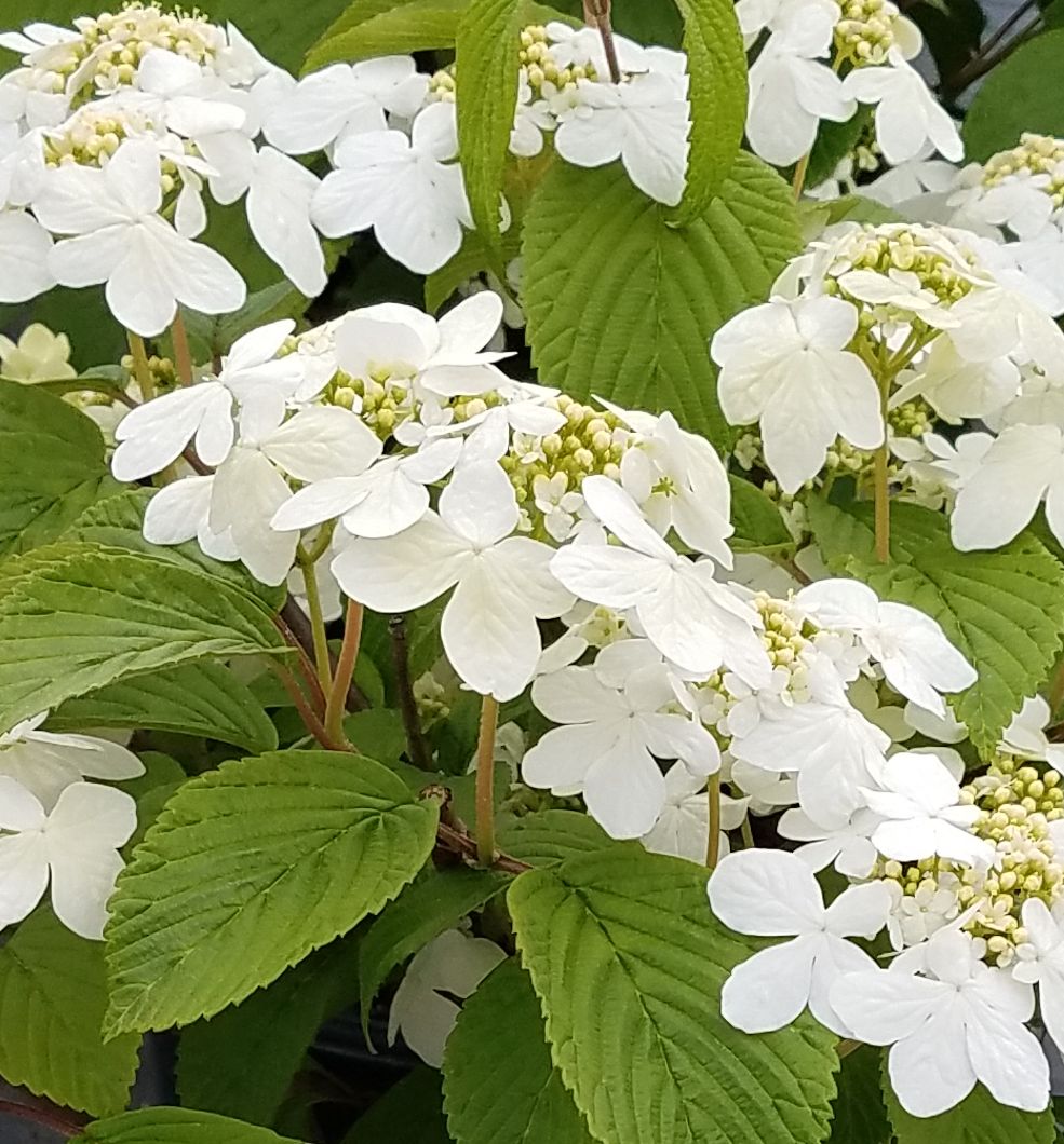 Viburnum p. t. 'Shasta' -Ship Only