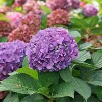 Hydrangea x Let's Dance ¡Arriba!® -Ship Only