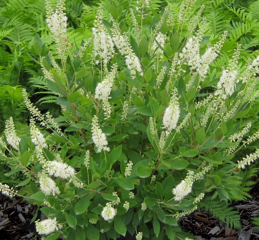 Clethra a. 'Hummingbird' -Ship Only