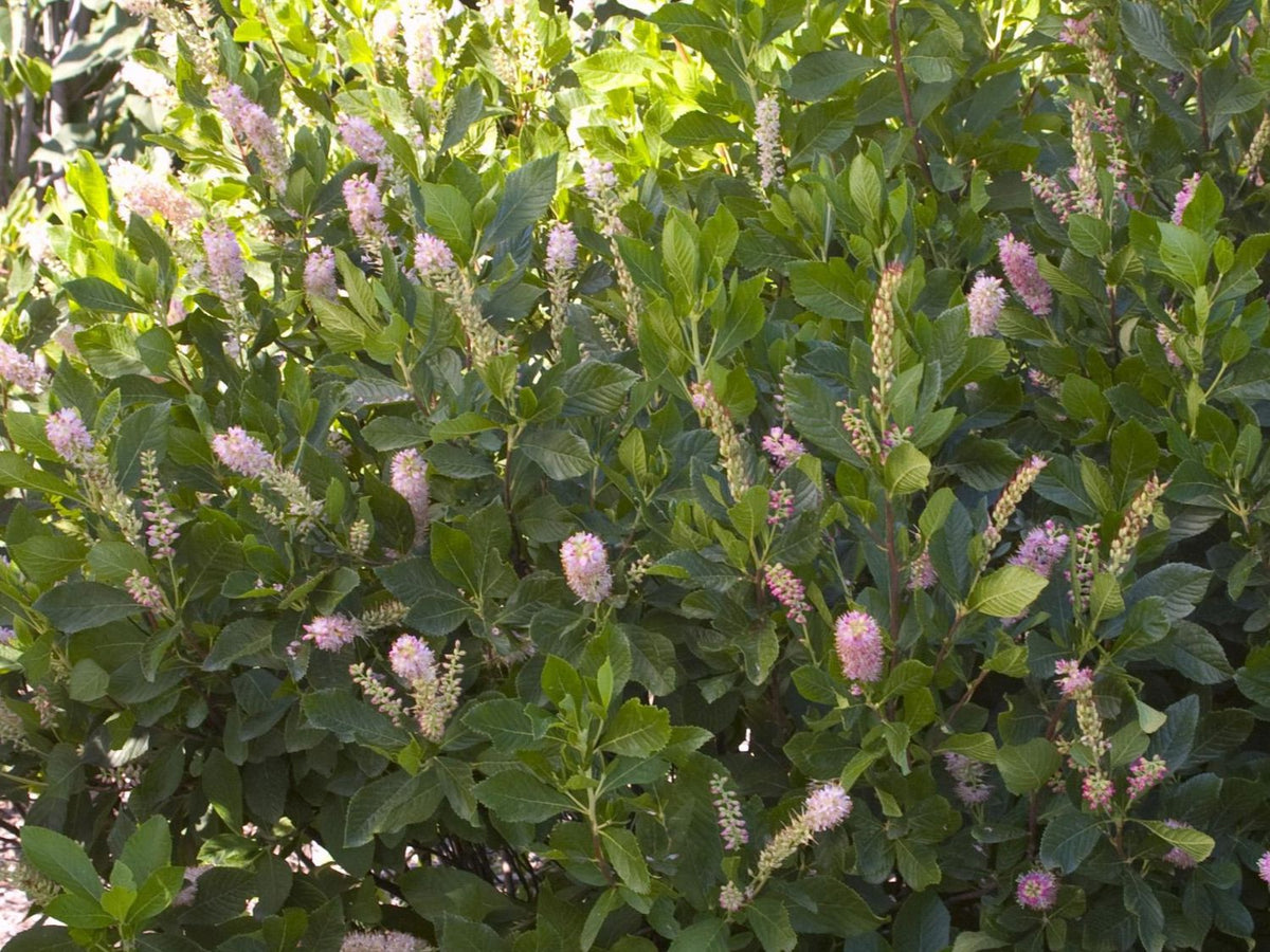 Clethra a. 'Ruby Spice' -Ship Only
