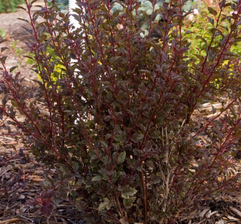 Physocarpus o. Little Devil™ -Ship Only