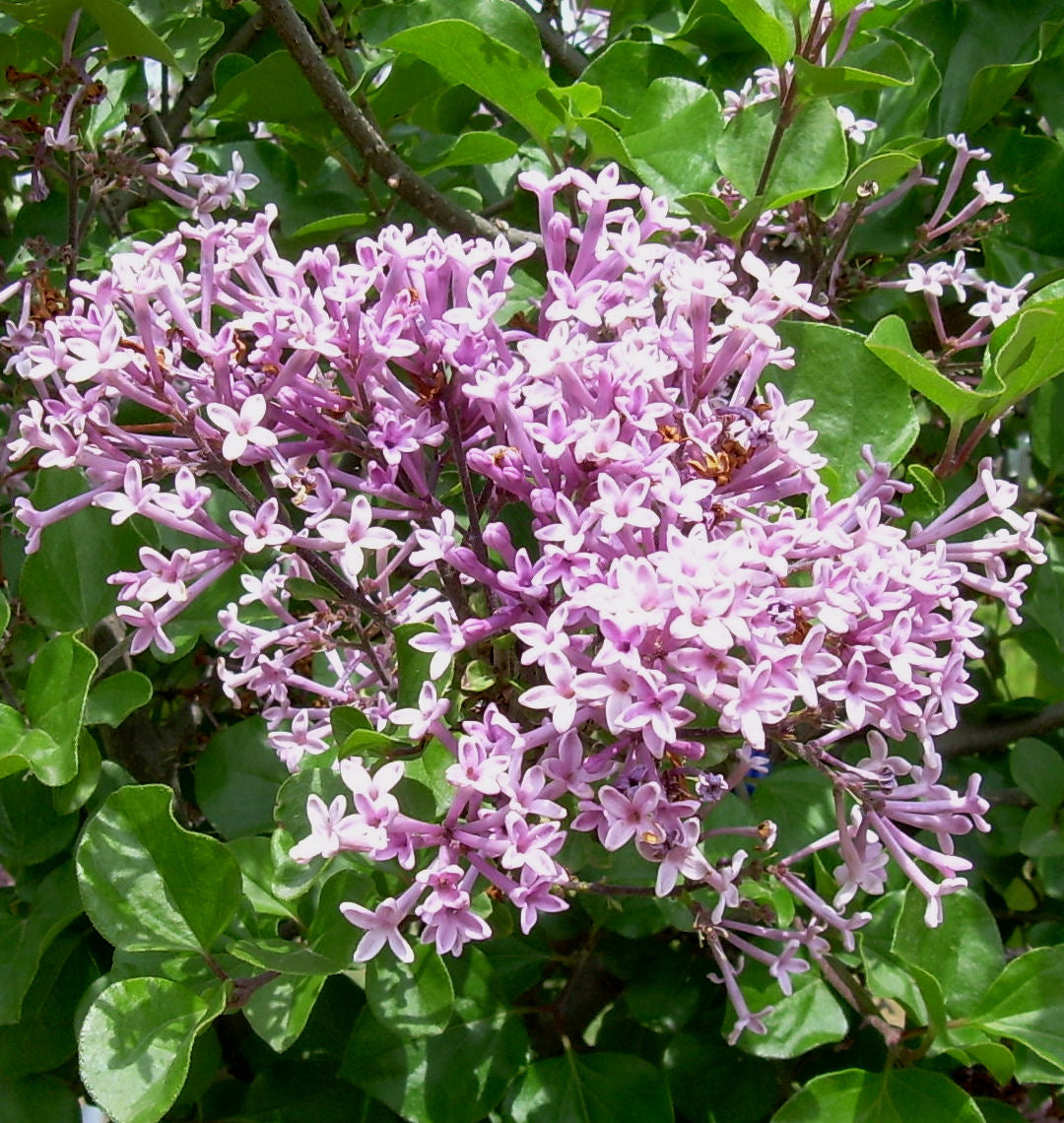 Syringa m. 'Palibin' -Ship Only