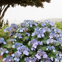 Hydrangea m. Endless Summer® Pop Star® -Ship Only