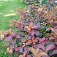 Weigela f. Midnight Sun™ -Ship Only