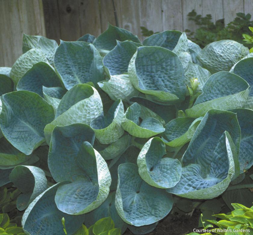 Hosta 'Abiqua Drinking Gourd' -Ship Only