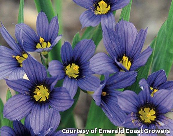 Sisyrinchium 'Moody Blues' -Ship Only