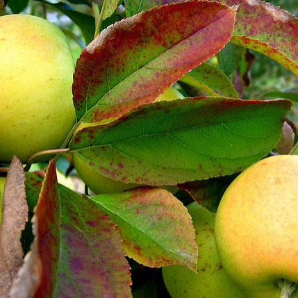 Yellow Delicious Apple (Malus 'Fruit Yellow Delicious') - 5 gallon 60" -Ship Only