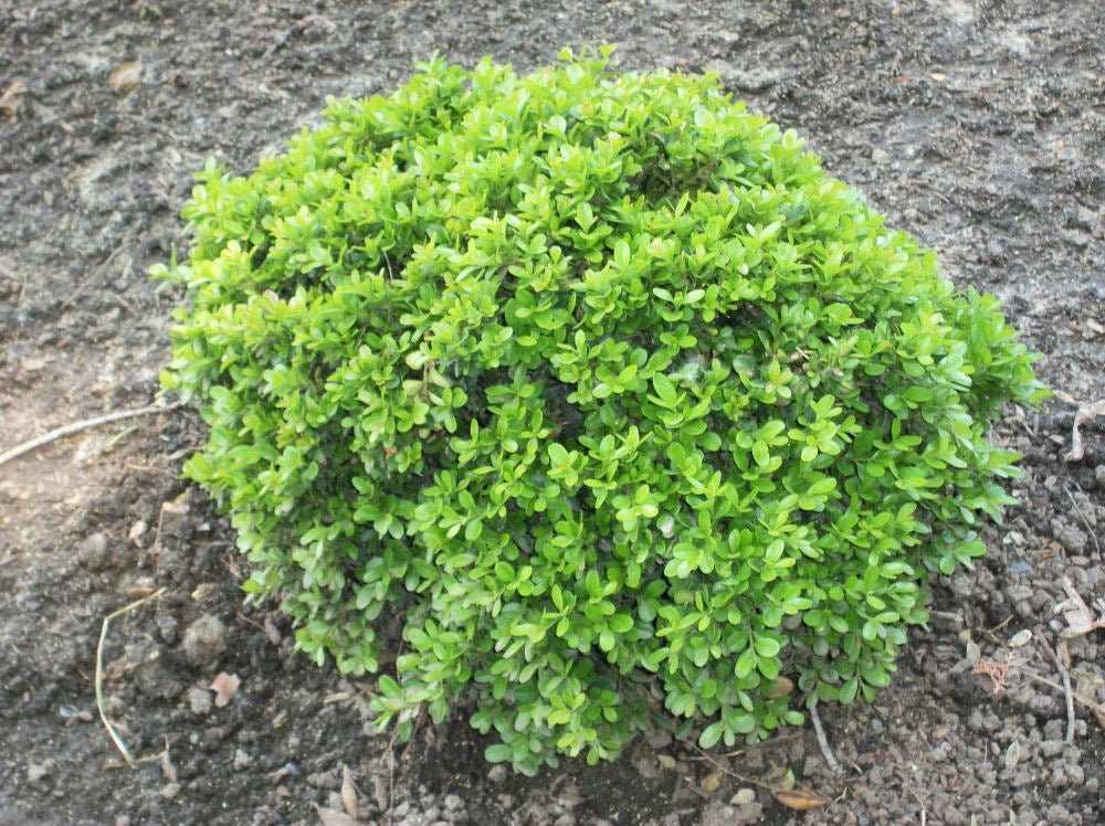 Wee Willie™ Boxwood (Buxus x 'Wee Willie') - 1 gallon 8" -Ship Only