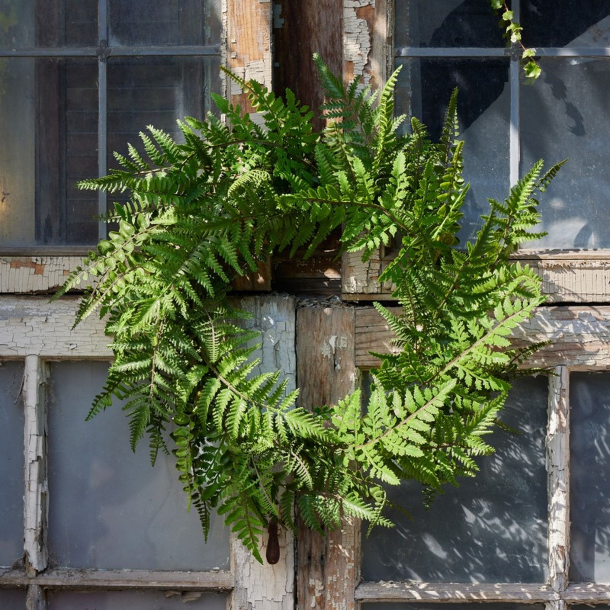 Mixed Fern Grapevine Wreath 24"D -Ship Only