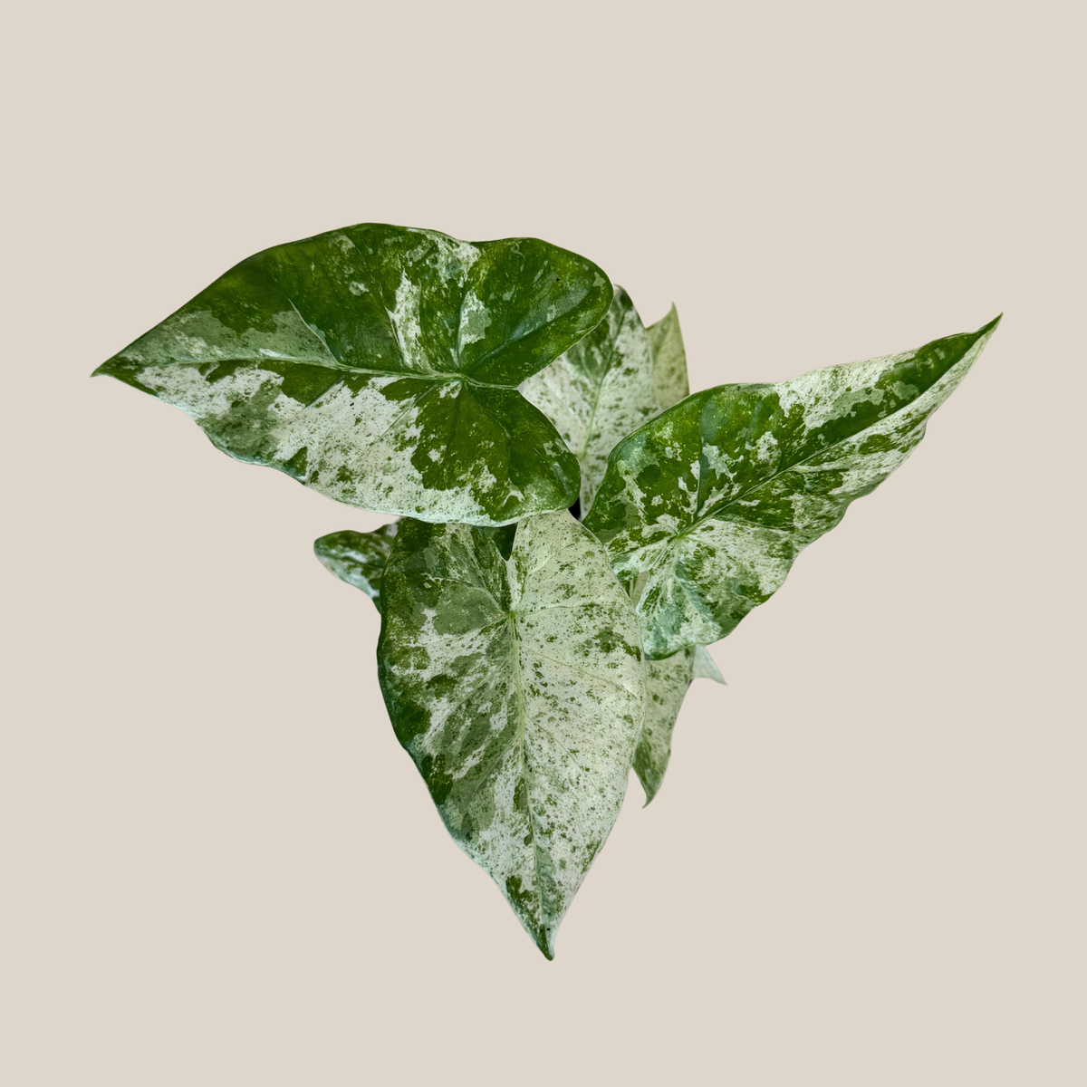 Alocasia Blizzard (Alocasia Odora 'Batik Blizzard') - 4 Inch Indoor Houseplant -Ship Only
