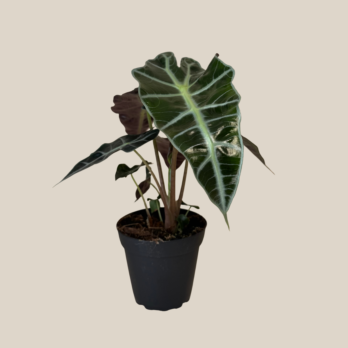 Alocasia Polly (Alocasia x Amazonica 'Polly') - 4 Inch Indoor Houseplant -Ship Only
