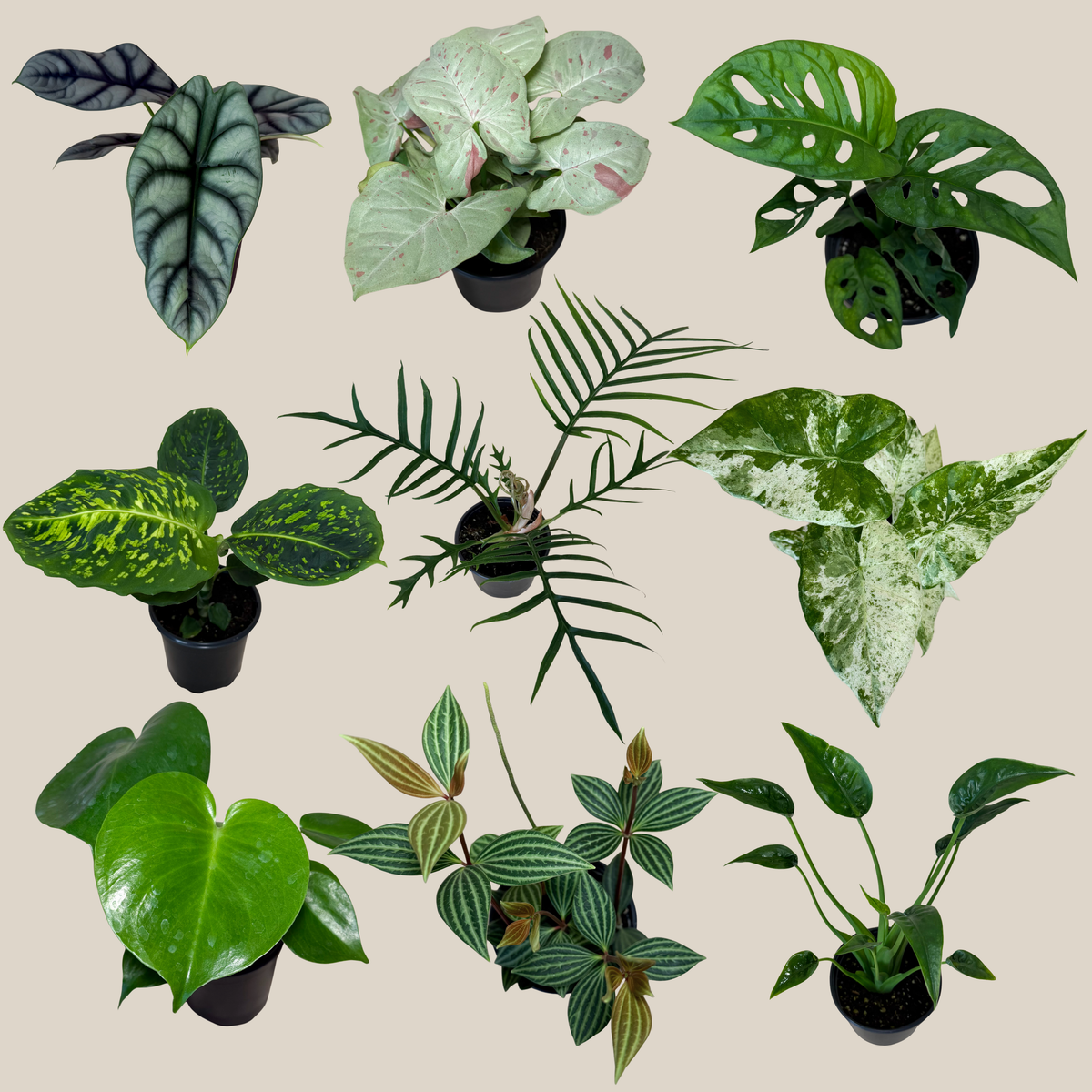 Mystery Foliage 2 Pack - 4 Inch Indoor Houseplants -Ship Only