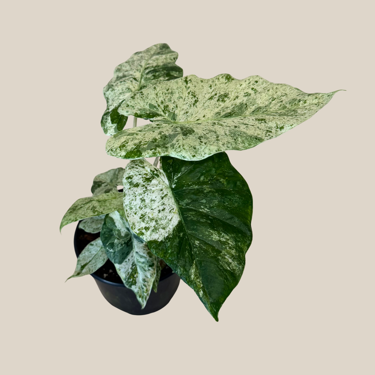 Alocasia Blizzard (Alocasia Odora 'Batik Blizzard') - 6 Inch Indoor Houseplant -Ship Only