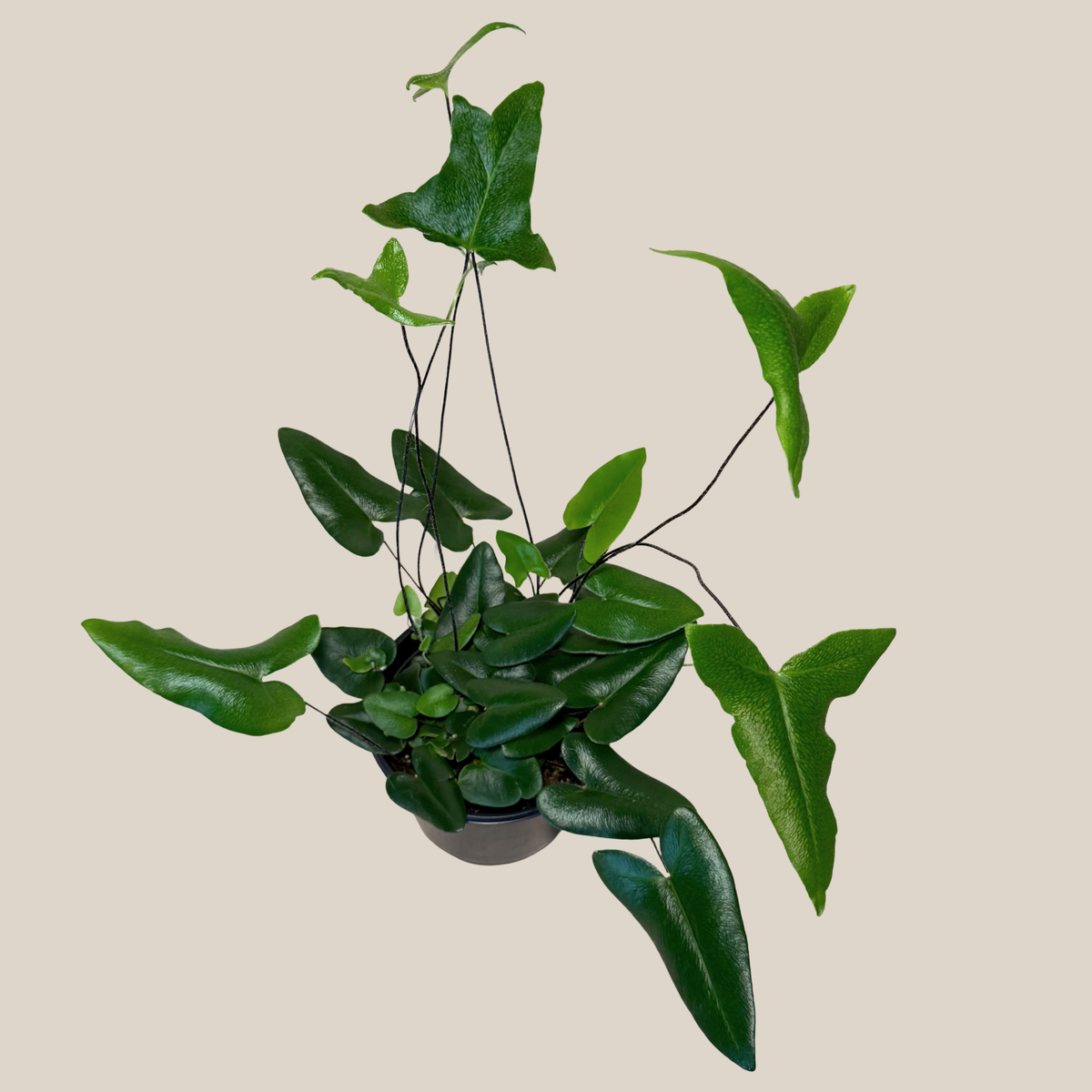 Heart Fern (Hemionitis Arifolia) - 6 Inch Indoor Houseplant -Ship Only