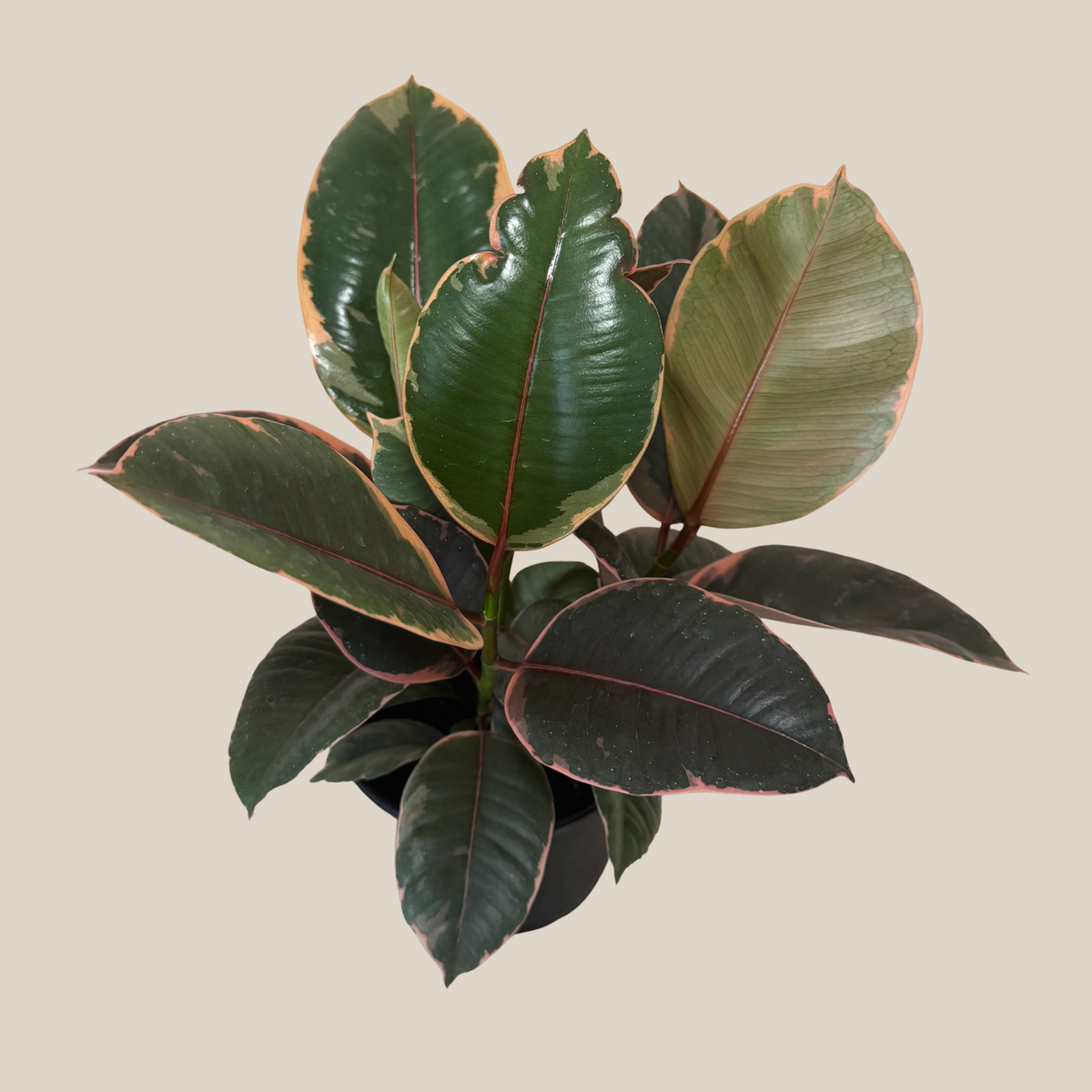 Ruby Rubber Plant (Ficus Elastica 'Ruby') - 6 Inch Indoor Houseplant -Ship Only