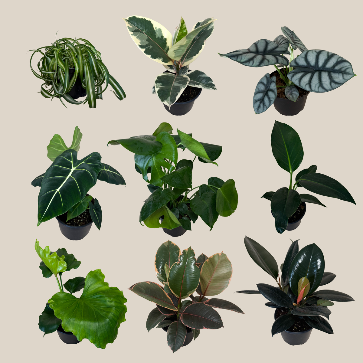 Mystery Foliage 2 Pack - 6 Inch Indoor Houseplants -Ship Only