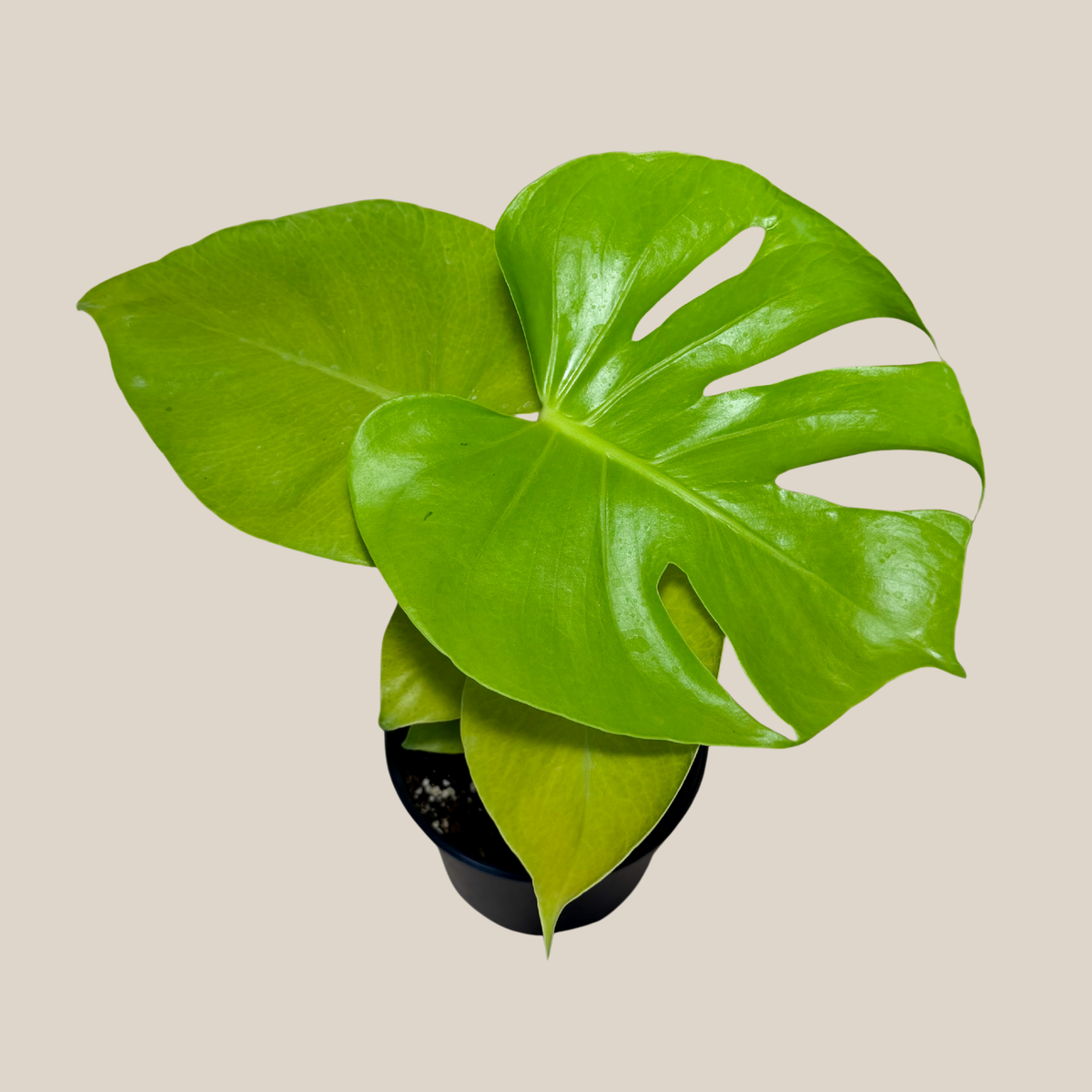 Monstera Super Golden (Monstera Deliciosa 'Aurea') - 6 Inch Indoor Houseplant -Ship Only