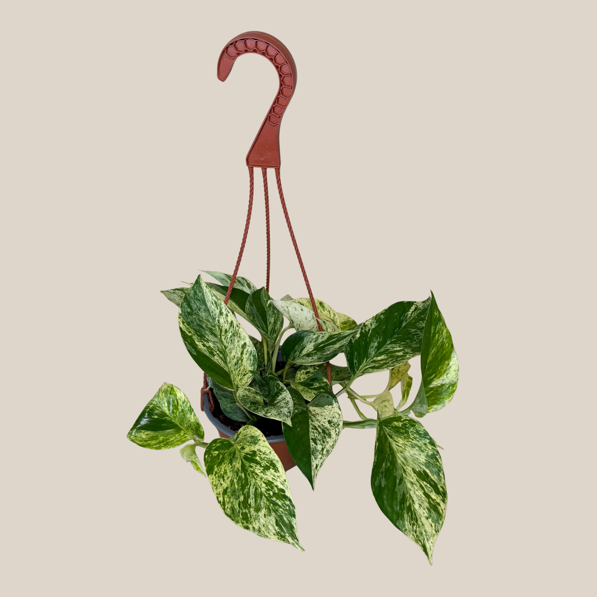 Pothos Marble Queen Hanging Basket (Epipremnum Aureum 'Marble Queen') - 6 Inch Indoor Houseplant -Ship Only