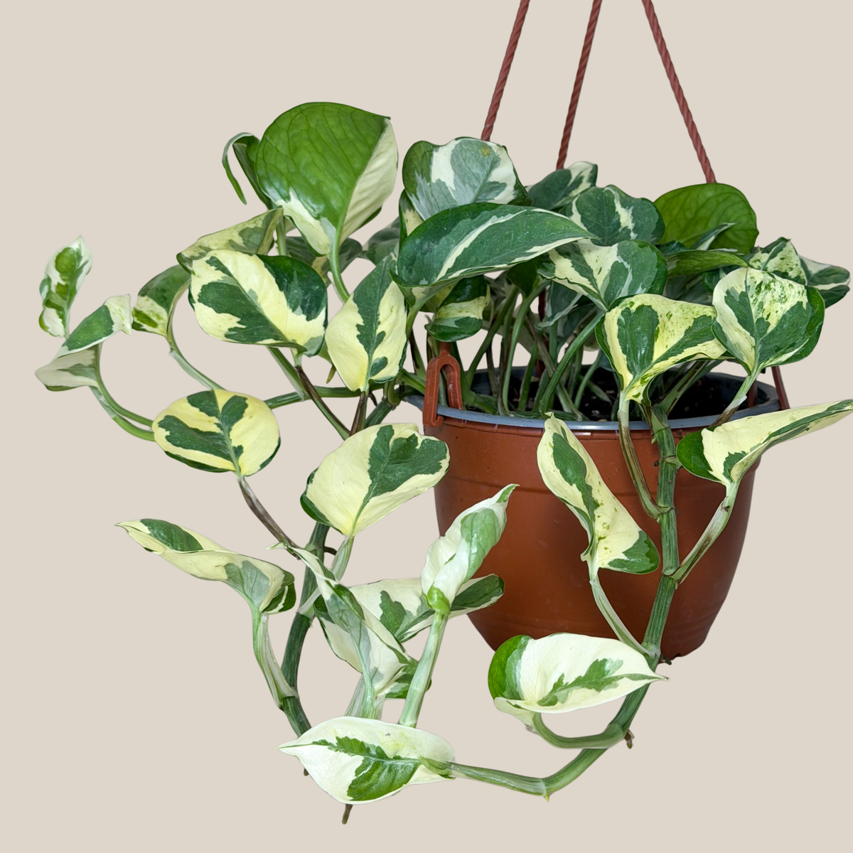Pothos N'Joy Hanging Basket (Epipremnum Aureum 'N'Joy') - 6 Inch Indoor Houseplant -Ship Only