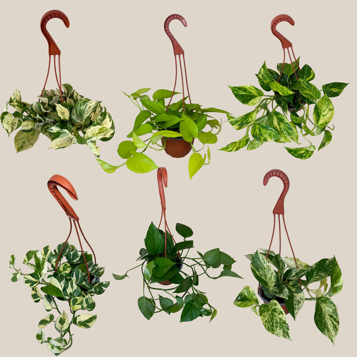 Mystery Pothos 2 Pack - 6 Inch Indoor Houseplants -Ship Only