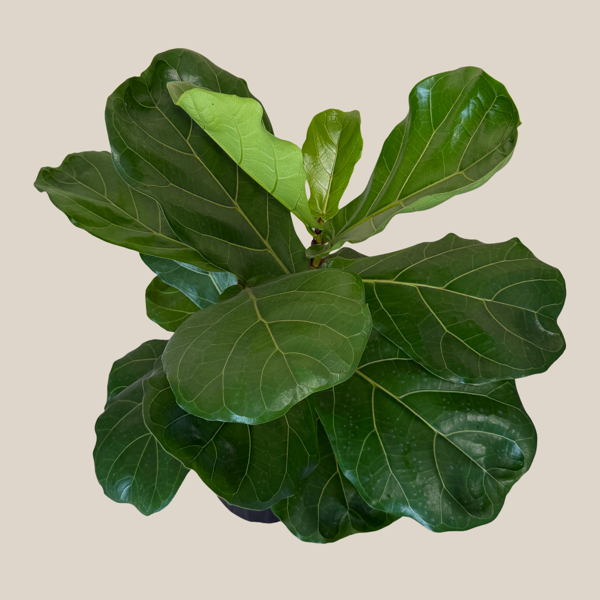 Fiddle-Leaf Fig (Ficus Lyrata) - 8 Inch Indoor Houseplant Pot -Ship Only