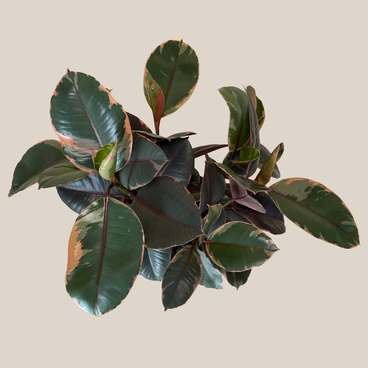 Ruby Rubber Tree (Ficus Elastica�'Ruby') - 8 Inch Indoor Houseplant -Ship Only