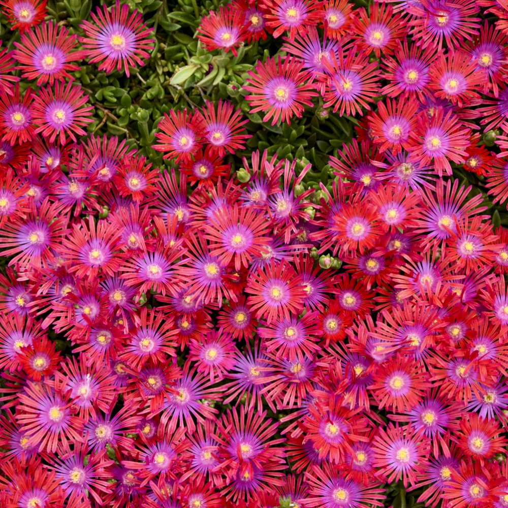 FLASHMOB™ 'Action Shot' Ice Plant (Delosperma 'Action Shot') - QT -Ship Only