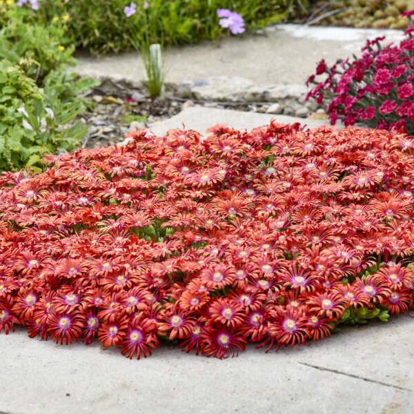 FLASHMOB™ ‘Macarena’ Ice Plant (Delosperma ‘Macarena’) - QT -Ship Only