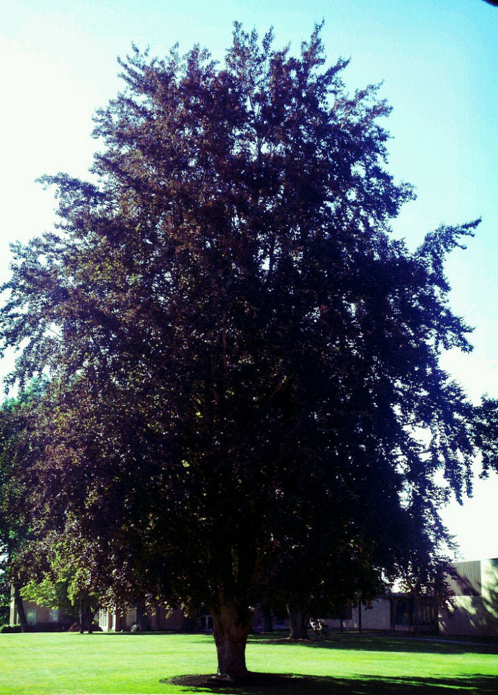 American Beech (Fagus grandifolia) - 1 gallon 2-3' TREE -Ship Only