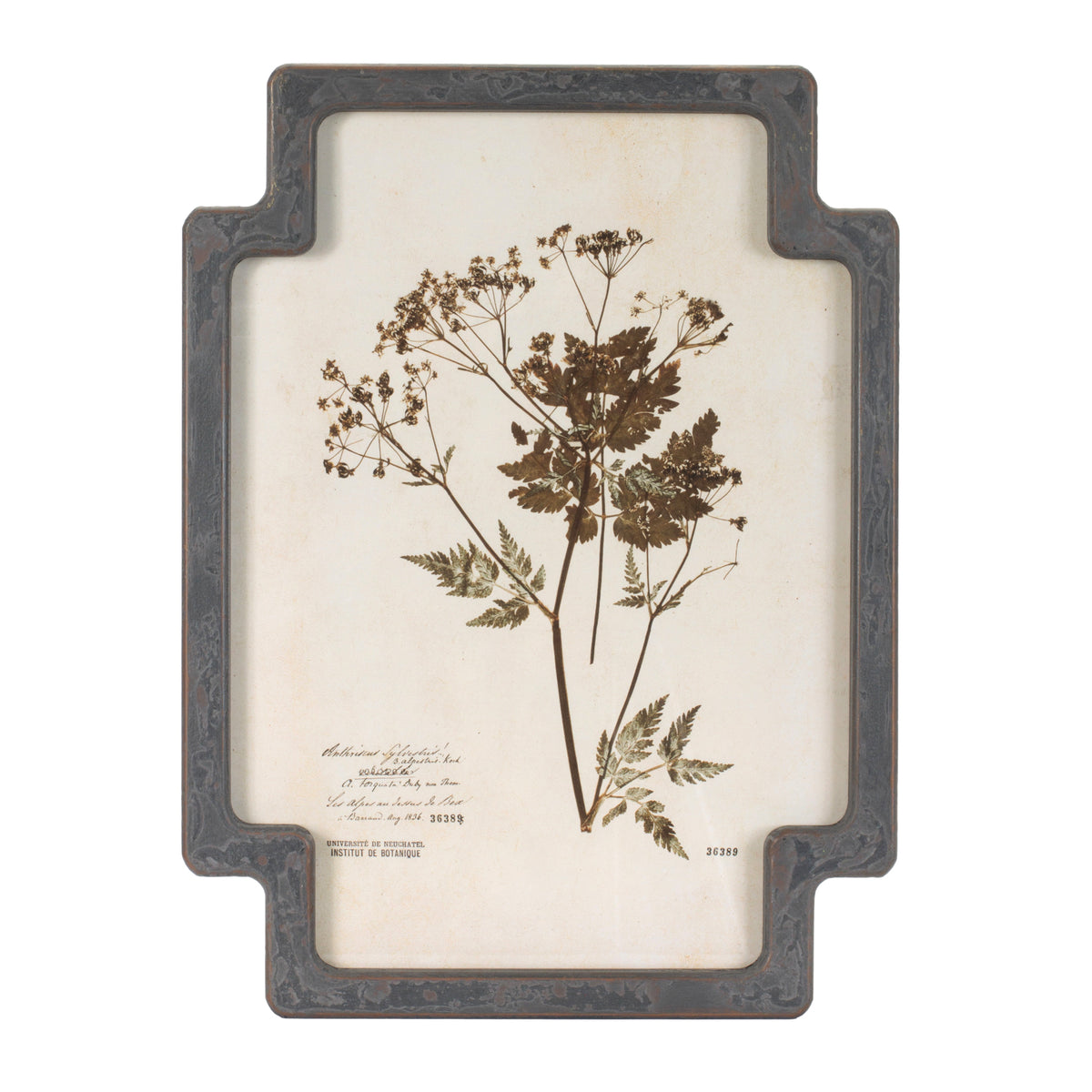 Framed Foliage Print (Set of 4) 11.5"L x 15.5"H Wood/MDF/Glass -Ship Only